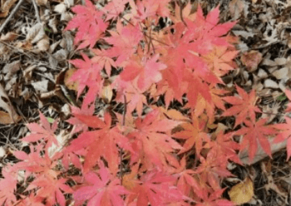 태백시 철암 단풍군락지