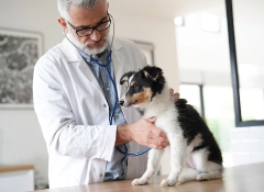강아지 치료받는 사진/출처:어도비스톡