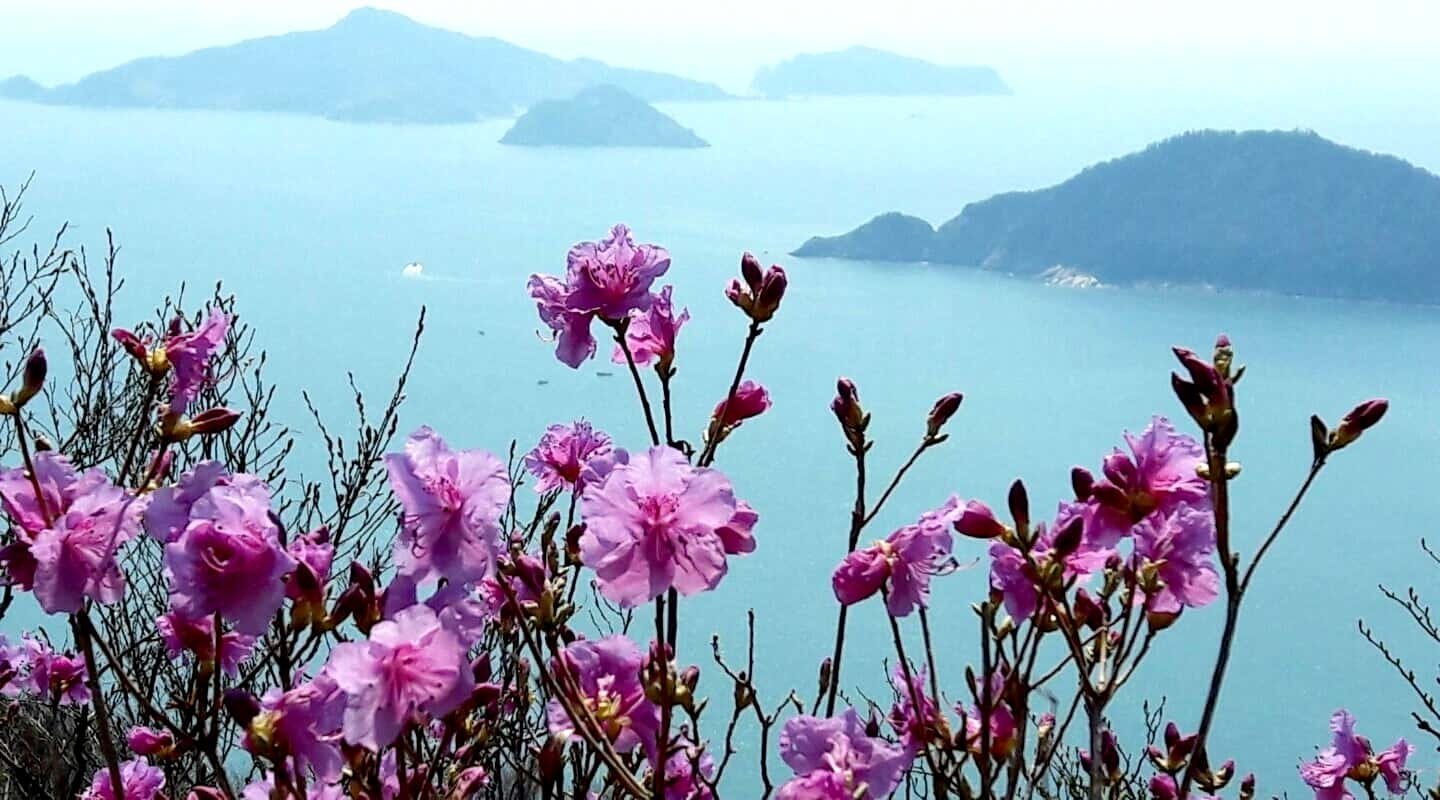 창원 대암산 무학산 꽃