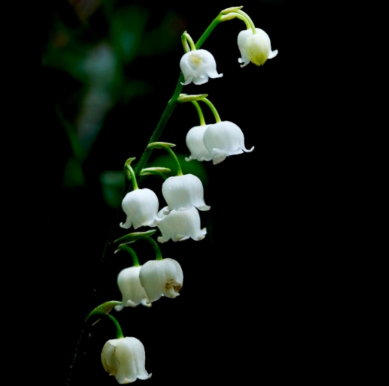 은방울꽃 집에서 키우는 방법