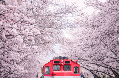 벚꽃