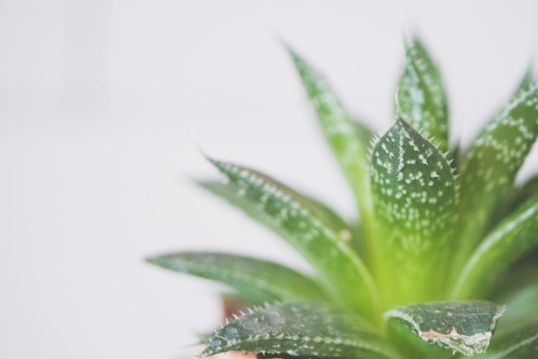 Aloe vera.