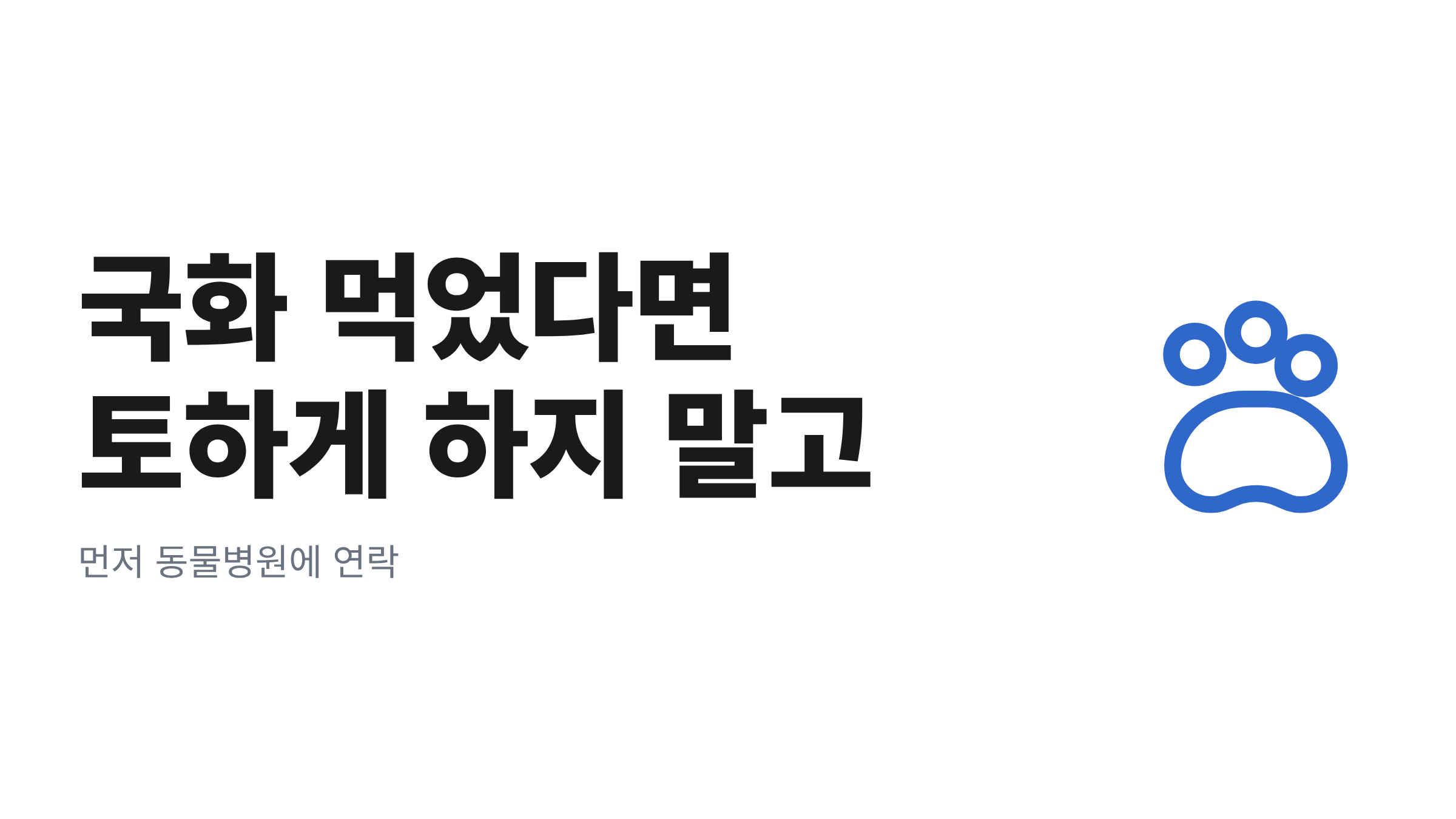 가을 국화 화분 곁에 앉아 꽃을 바라보는 고양이