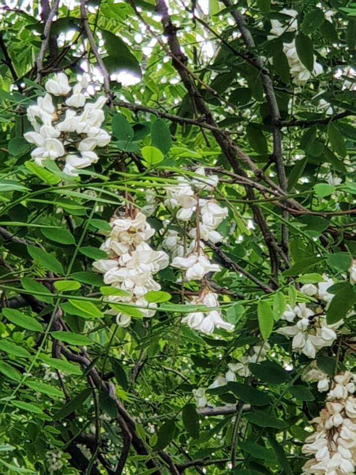 아카시아