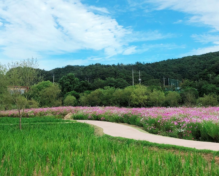 양구 파로호 꽃섬