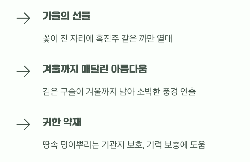 꽃이 지고 난 뒤의 검은 구슬