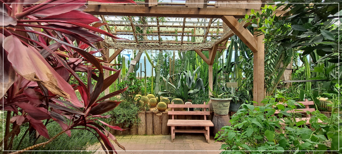 선인장과-갈색의자