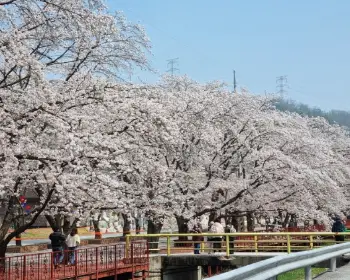 에덴 벚꽃길 벚꽃축제_16