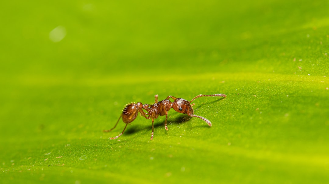 Ant