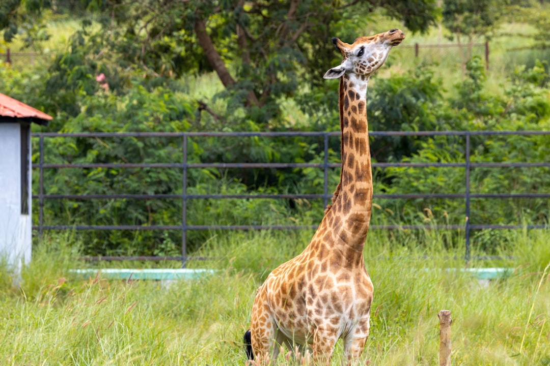 Height