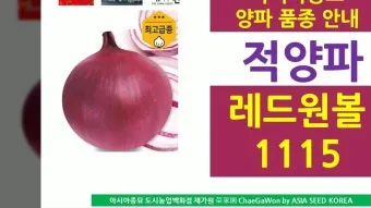 적양파 재배 모종 심기 재식 거리 질소 과다 주의_15