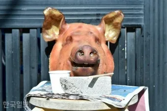 역사속의 미스터리 무슬림이 돼지고기 먹지 않는 이유_25