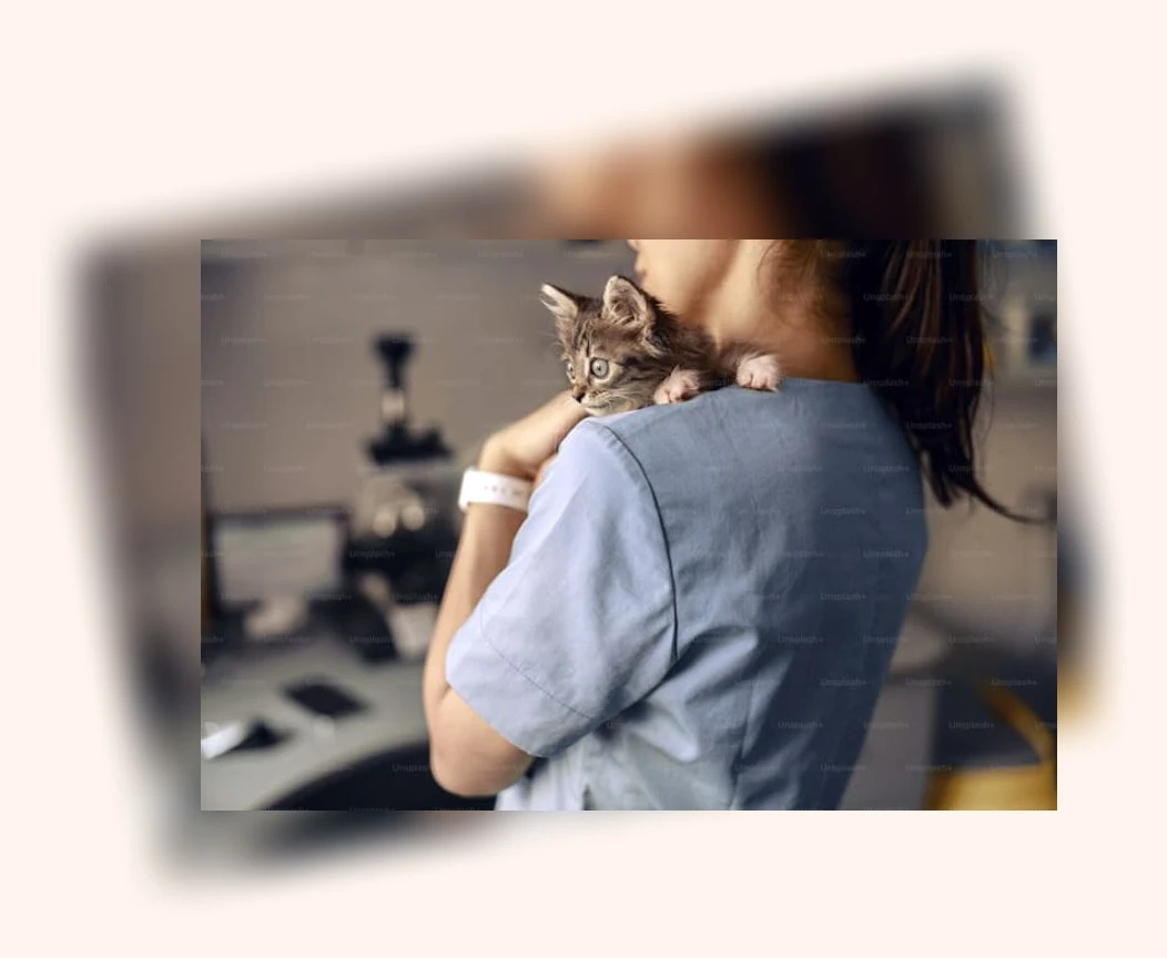 고양이 털갈이 관리_3_subsection