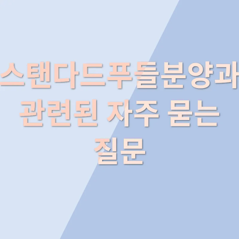 스탠다드푸들분양_4
