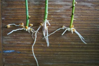 장미 삽목하는 방법 집에서 쉽게 번식하는 팁_12