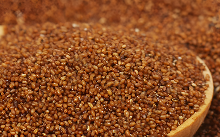 테프효소의-원료인-테프