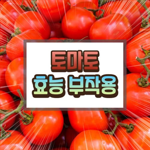 토마토 효능 부작용