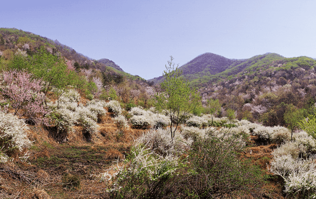 금산 보곡산골 산벚꽃 축제