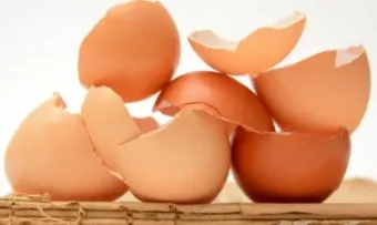 계란껍질 분말 토양개선 칼슘보충 사용요령 초보도 따라하기_14