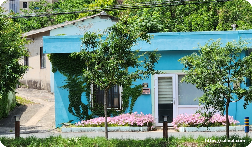 잡 앞 화단에 매꽃도 피었습니다.