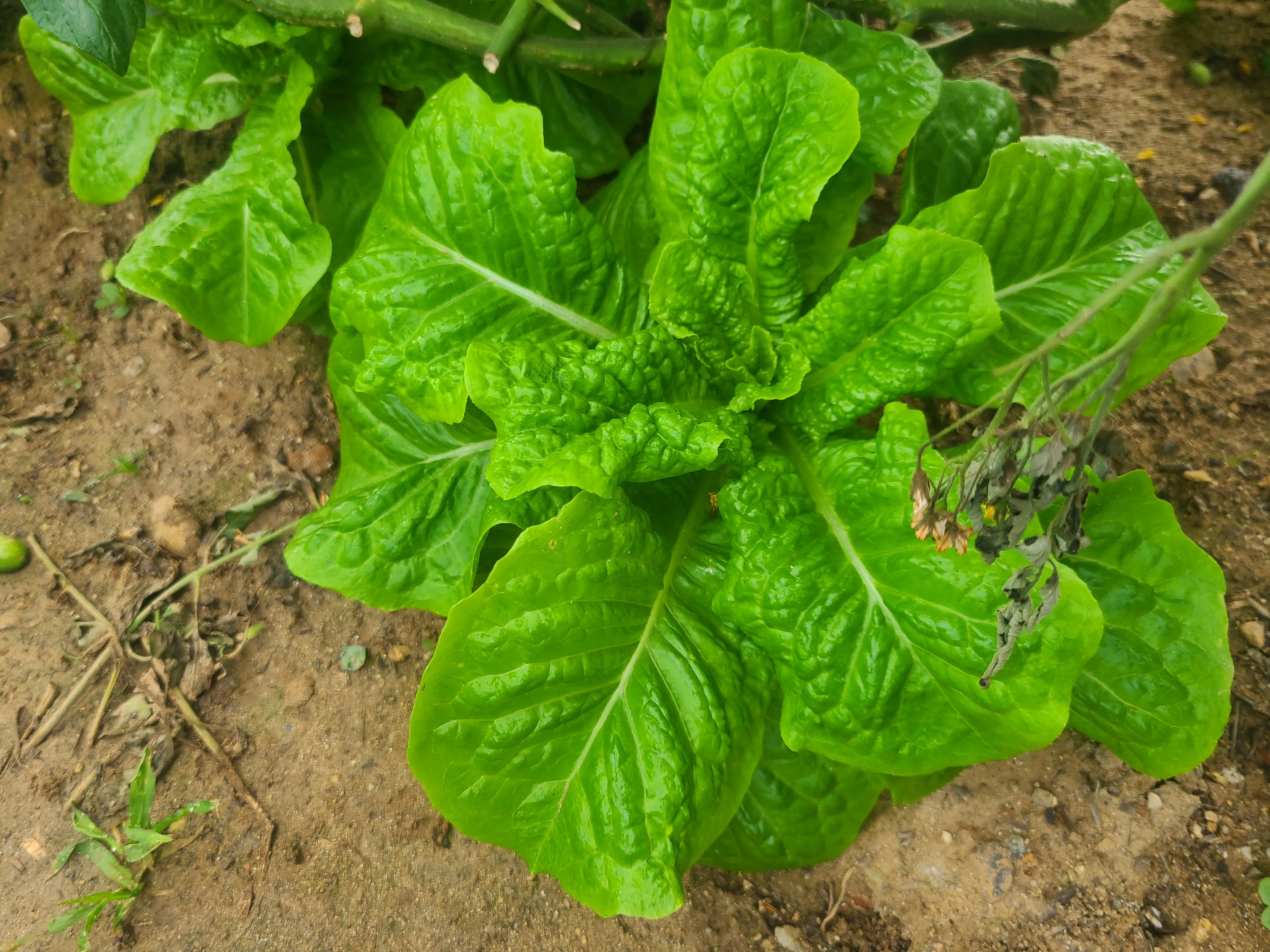 청상추 재배 모종 선택 잎 수확 습도 관리_2