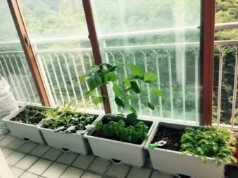 텃밭 가꾸기 모종 선택 파종 시기 물주기 비료 초보 가이드_14