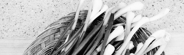 쪽파 수확시기: 쪽파 종구 수확시기