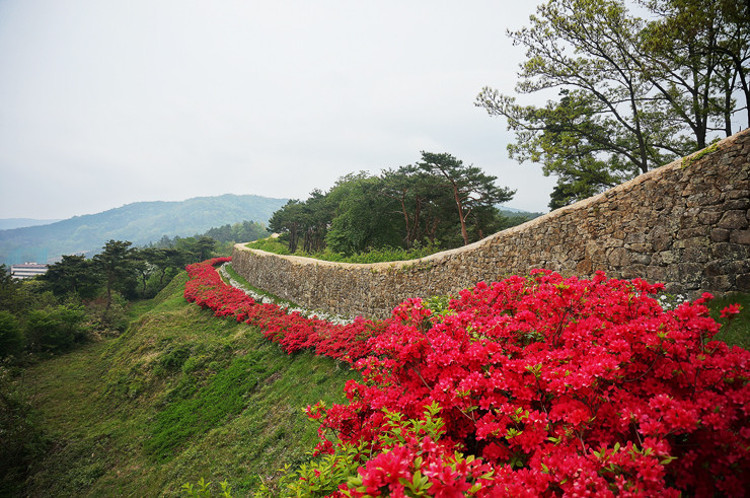 2025 고창 청보리밭 축제
