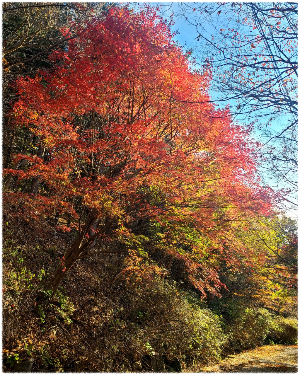 축령산