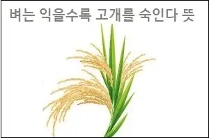 벼는 익을수록 고개를 숙인다 뜻