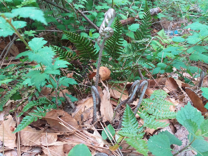 천왕산