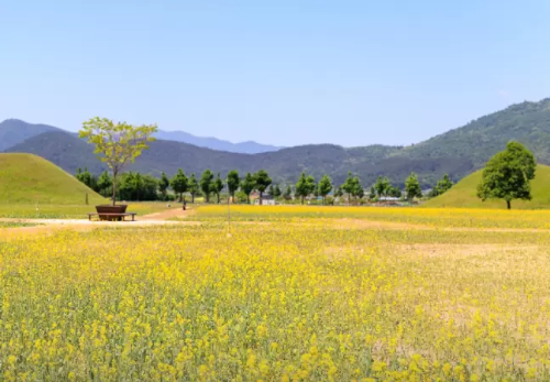 봄 인생사진 명소, 전국 청보리밭 BEST 3 추천