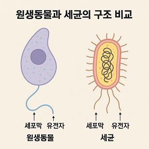 원생동물과 세균의 구조 비교 관련 사진
