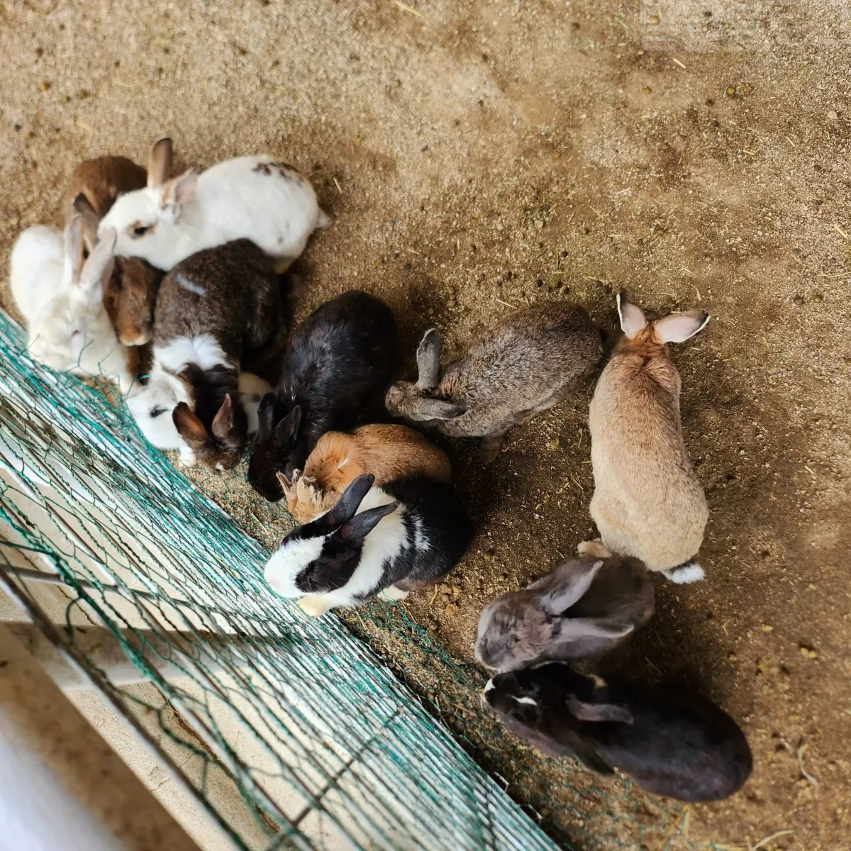 가평-양떼목장-토끼