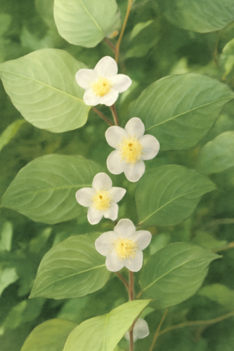 개다래 효능과 부작용, 통풍에 좋은 열매 먹는 법