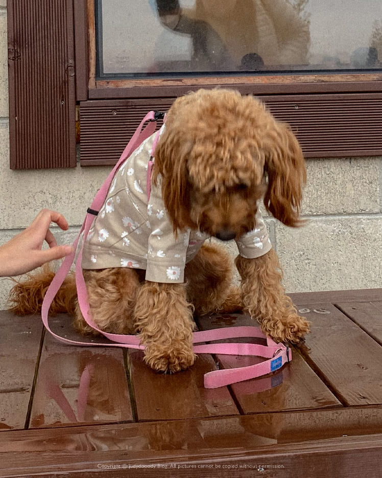 카페 앞에서 사진찍는 강아지