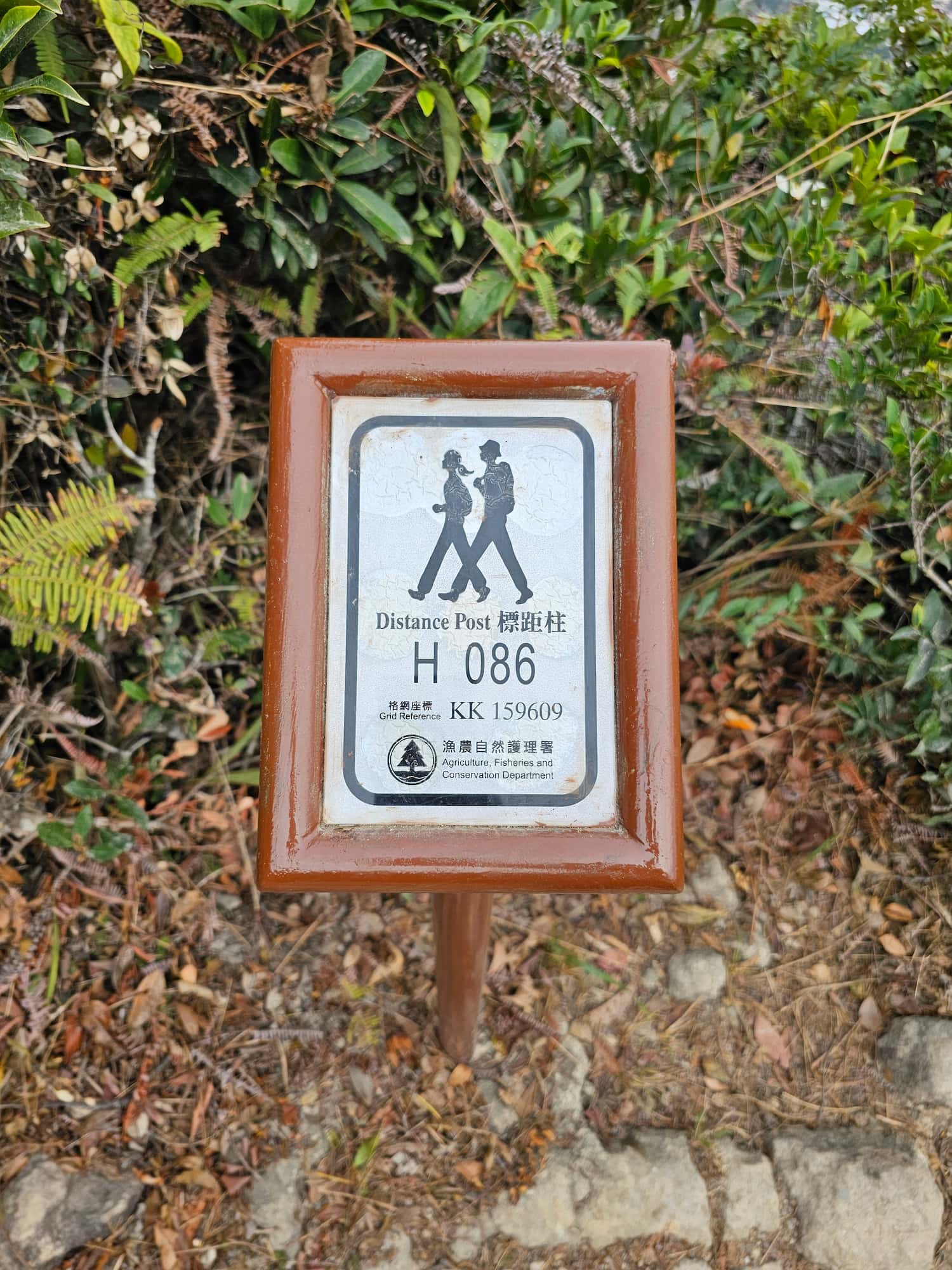 드래곤즈 백 후기