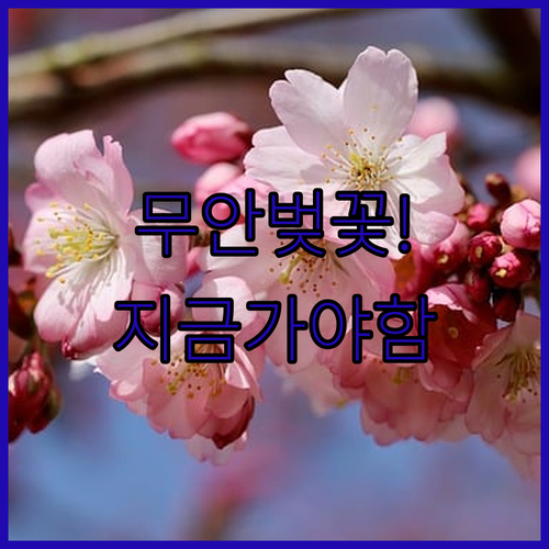 무안 벚꽃 여행 명소와 시기별 방문 ..