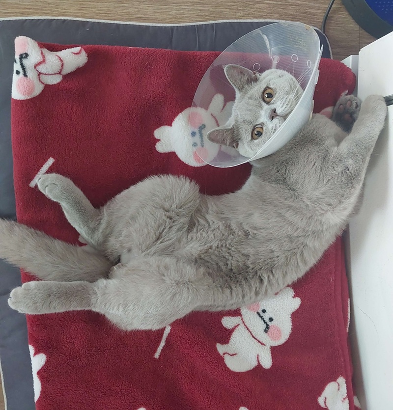 누니가 병원 다녀온 후 기운이 조금 회복된 것 같습니다.