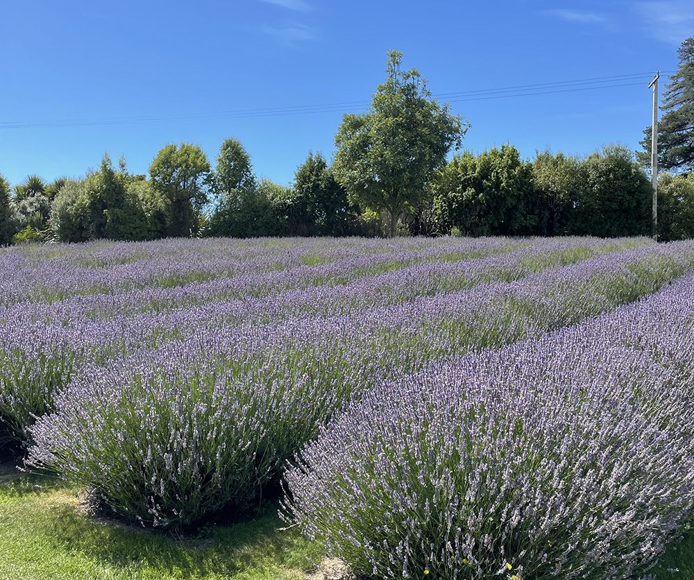 직접 촬영한 라벤더 가든. 감정 회복을 위한 향기 블렌딩의 출발점