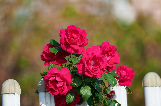 1,600cc 미만의 승용차의 모습