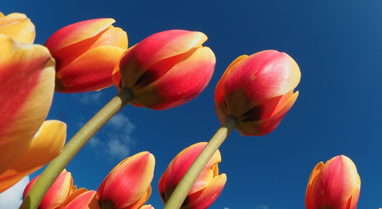 태안 세계 튤립 꽃박람회