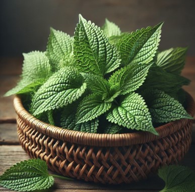깻잎 사진