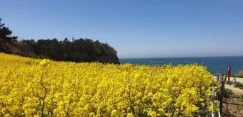 부안 수성당 유채꽃 히든스팟 개화시기_3