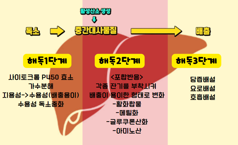간에서 독소를 해독하는 3 단계 과정