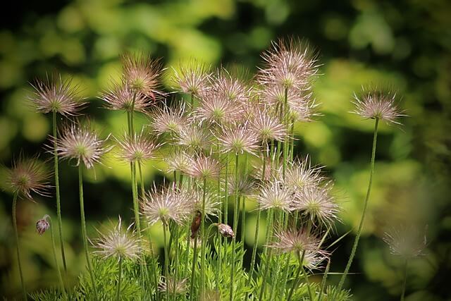 아보하와 무해력