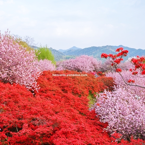 국내 봄 여행지 베스트 10