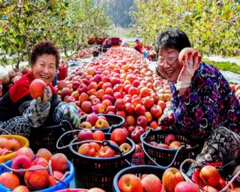 청송 사과축제_10
