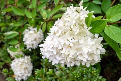 고성 그레이스 정원 수국