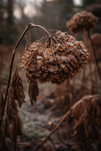 생육이 멈춘거 같은 수국